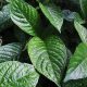 Daun pecah beling
