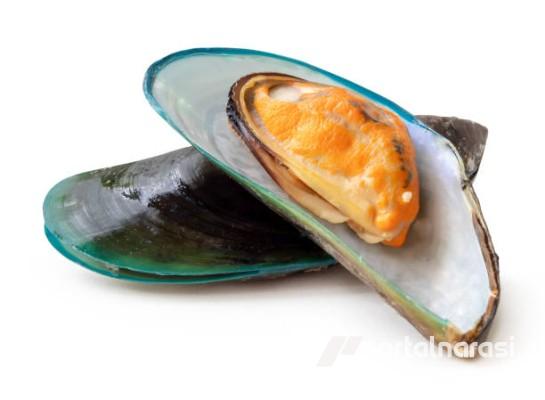 Nutrisi Kerang Hijau