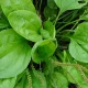 daun sendok
