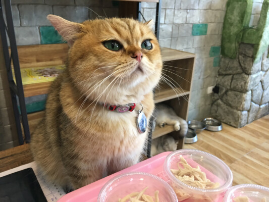 Wisata Kuliner Modern : Cafe Kucing