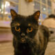 Cafe Kucing - Wisata Kuliner Modern