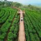 Eduwisata - Kebun Teh Wonosari